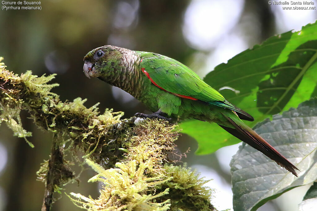 Maroon-tailed Parakeetadult, identification, eats