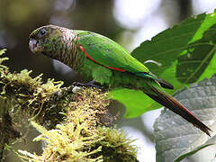 Maroon-tailed Parakeet