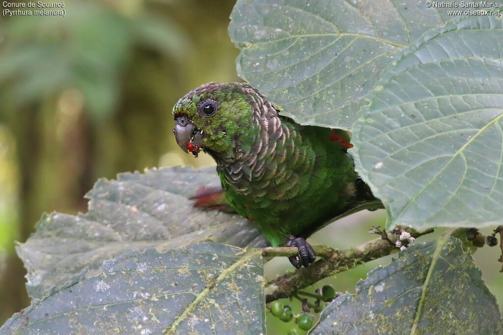 Conure de Souancéadulte, identification, mange