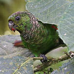 Conure de Souancé