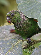 Maroon-tailed Parakeet