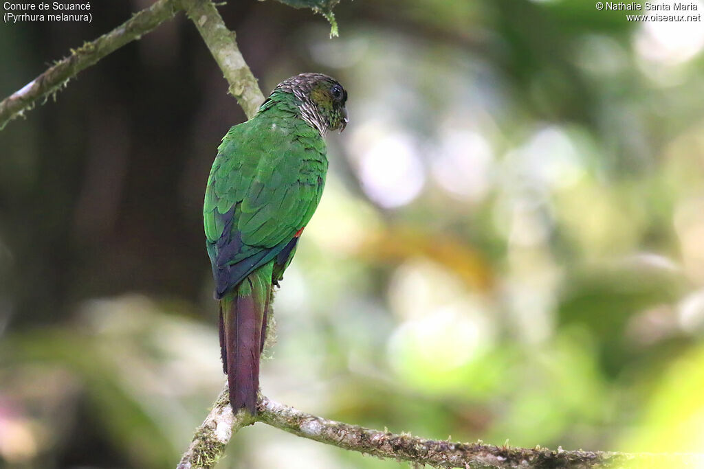 Maroon-tailed Parakeetadult, identification