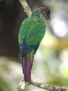 Maroon-tailed Parakeet