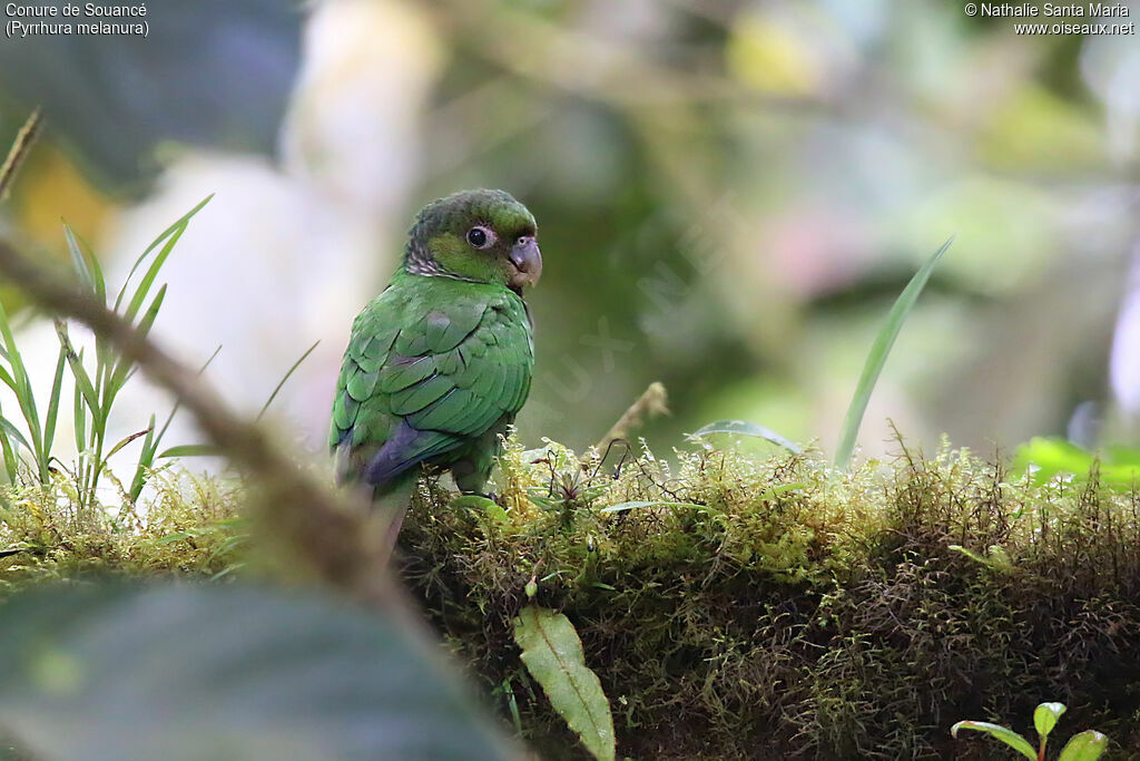 Maroon-tailed Parakeetimmature, identification