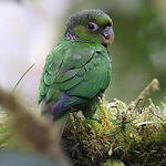 Conure de Souancé