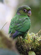 Conure de Souancé