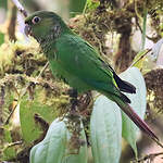 Conure de Souancé