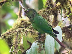 Conure de Souancé