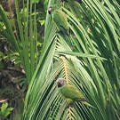 Conure de Weddell