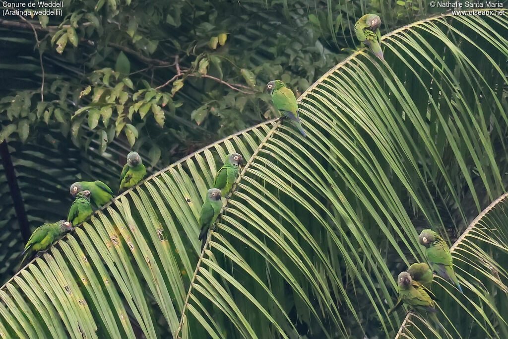Conure de Weddell, habitat