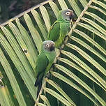 Conure de Weddell