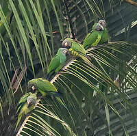 Conure de Weddell
