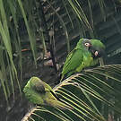 Conure de Weddell