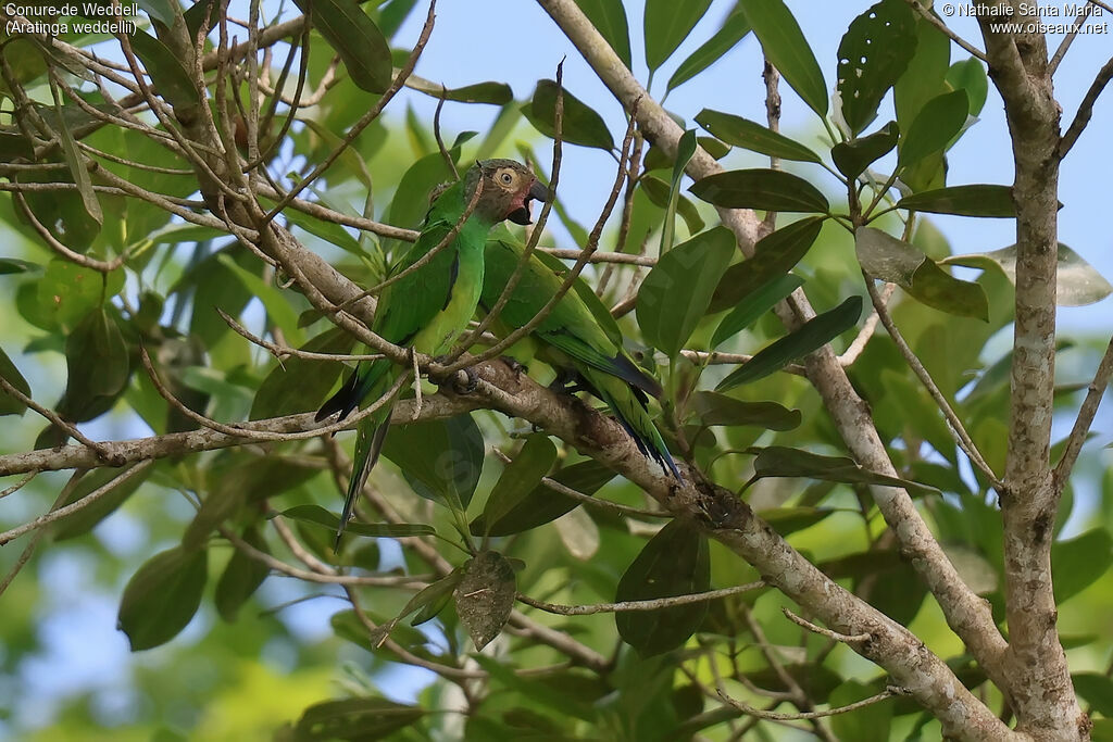 Conure de Weddell
