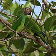 Conure de Weddell