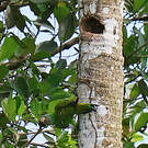 Conure de Weddell