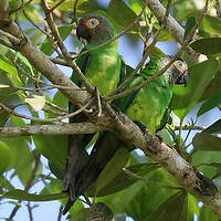 Conure de Weddell
