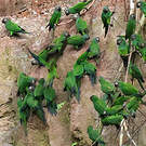 Conure de Weddell