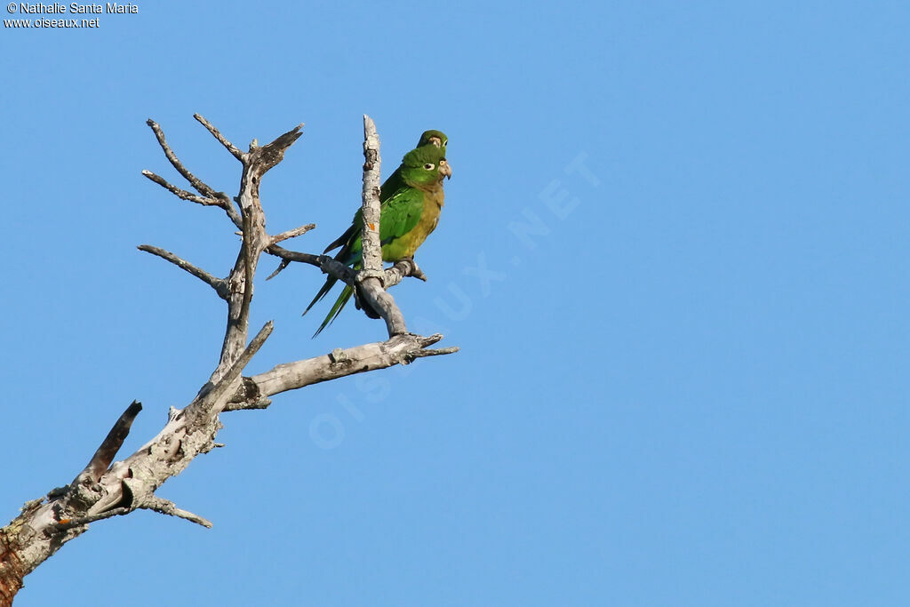 Olive-throated Parakeetadult, care