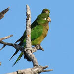 Conure naine