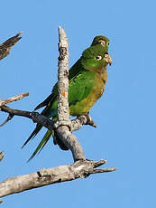 Conure naine