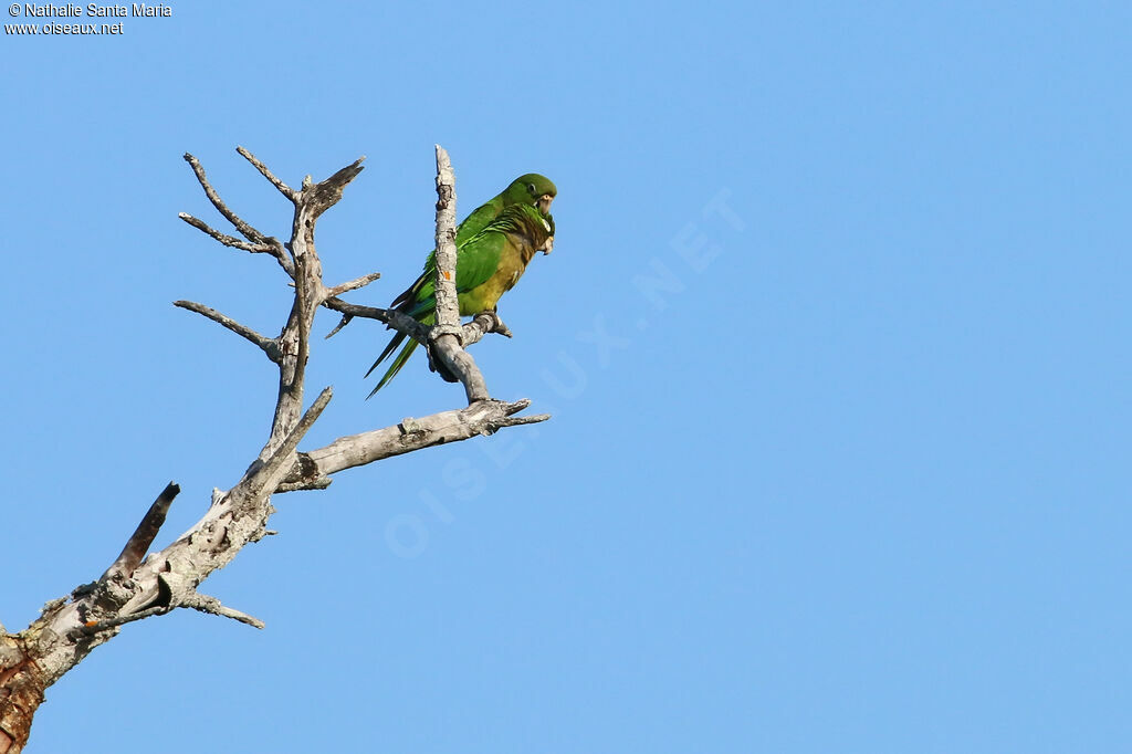 Conure naineadulte, soins