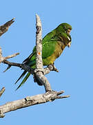 Olive-throated Parakeet