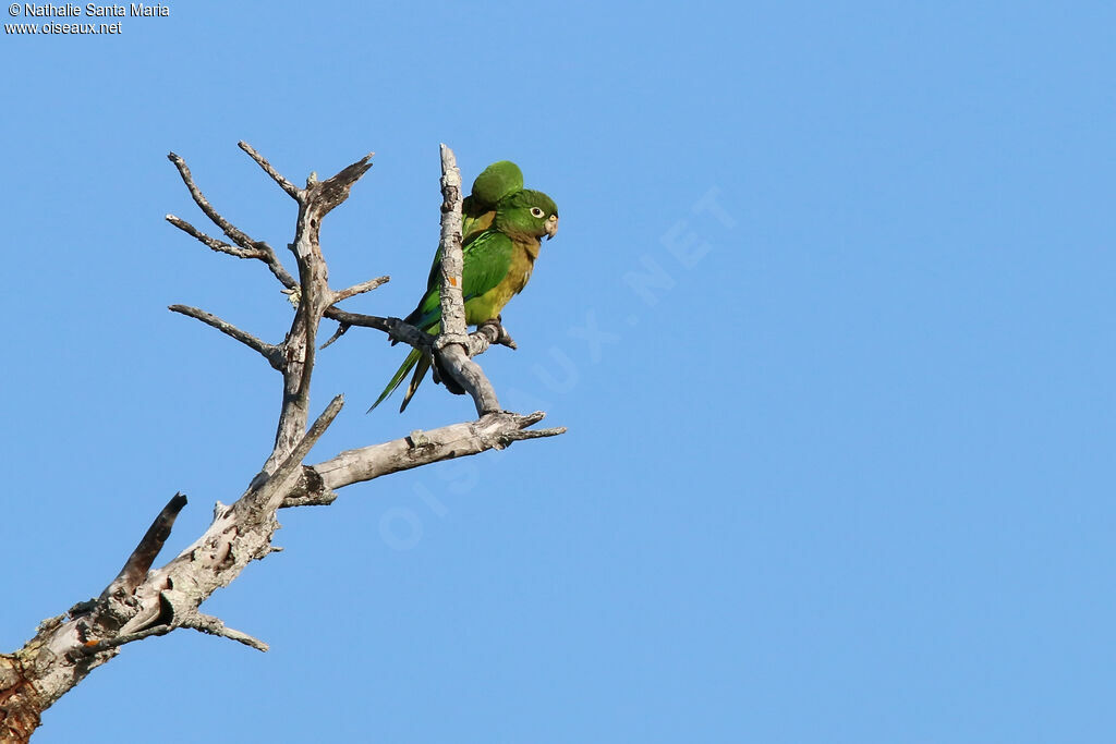 Conure naineadulte, soins