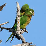 Conure naine