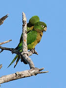 Olive-throated Parakeet