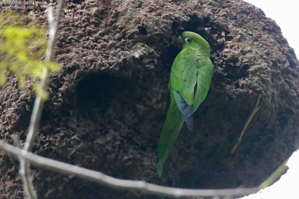 Conure naineadulte, Nidification