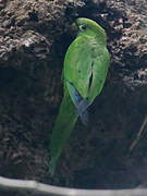 Olive-throated Parakeet