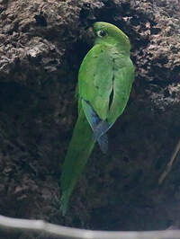 Conure naine