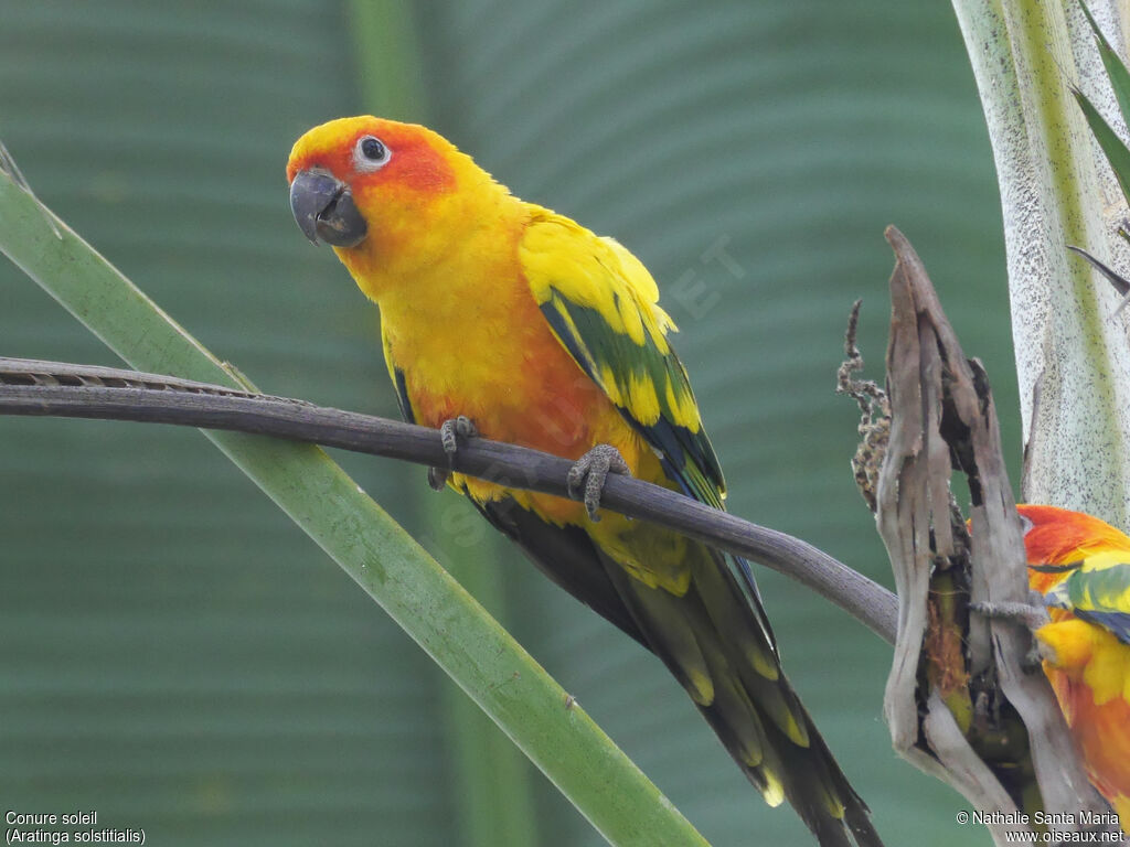 Conure soleiladulte, identification, Comportement