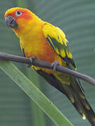 Sun Parakeet