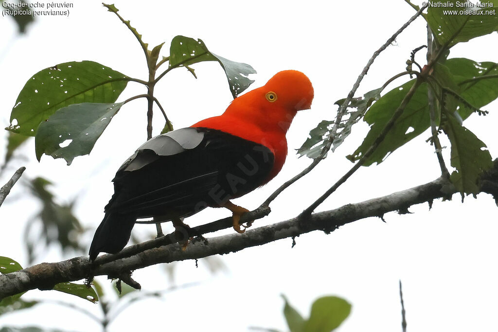 Coq-de-roche péruvien