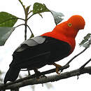 Coq-de-roche péruvien