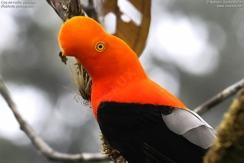 Coq-de-roche péruvien