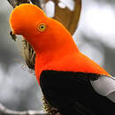 Coq-de-roche péruvien