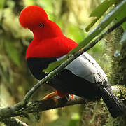 Andean Cock-of-the-rock