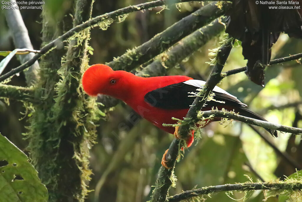 Andean Cock-of-the-rock male adult, identification, courting display