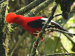 Andean Cock-of-the-rock