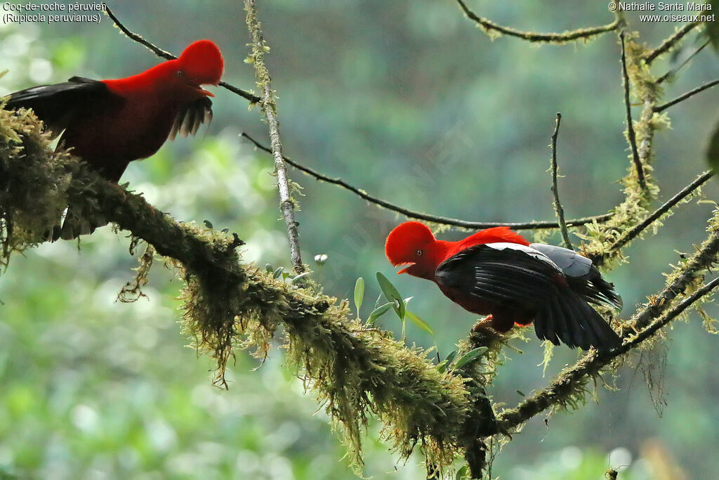 Andean Cock-of-the-rock male adult, identification, courting display