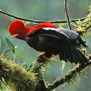 Andean Cock-of-the-rock