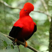 Andean Cock-of-the-rock