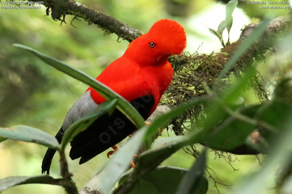 Andean Cock-of-the-rock male adult breeding, identification