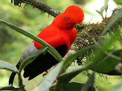 Andean Cock-of-the-rock