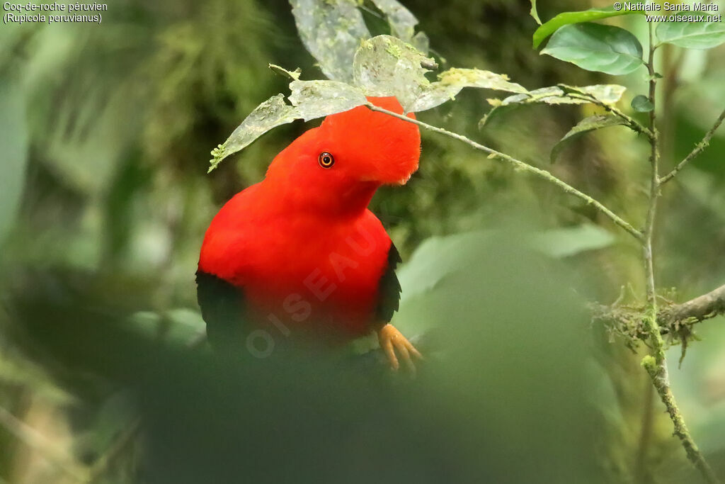 Andean Cock-of-the-rock male adult breeding, identification