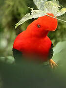 Andean Cock-of-the-rock