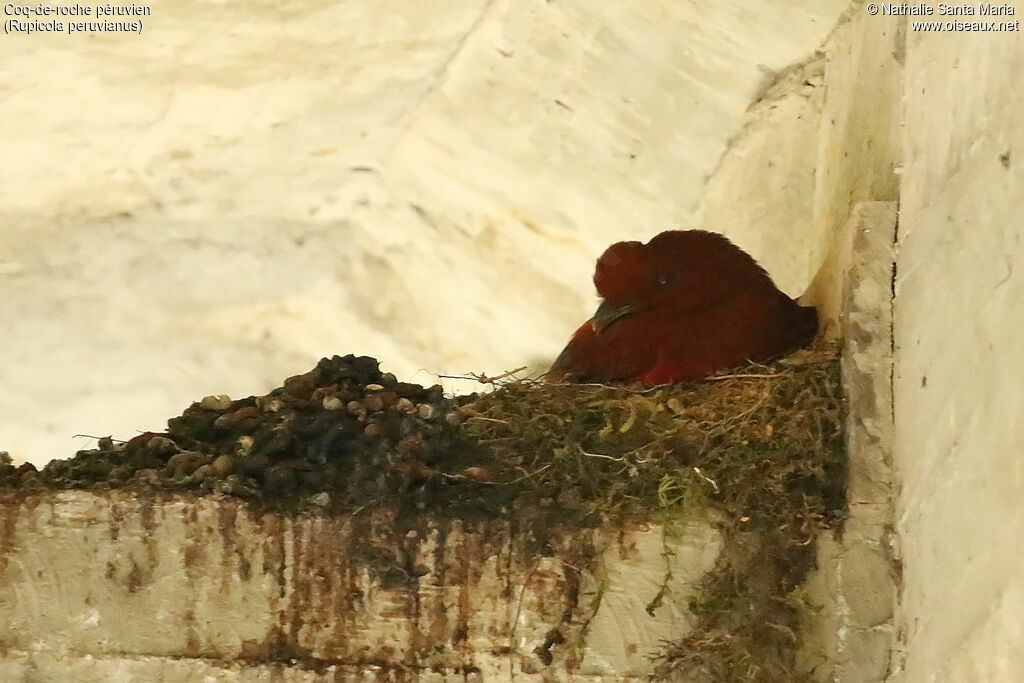 Andean Cock-of-the-rockjuvenile, identification, Reproduction-nesting